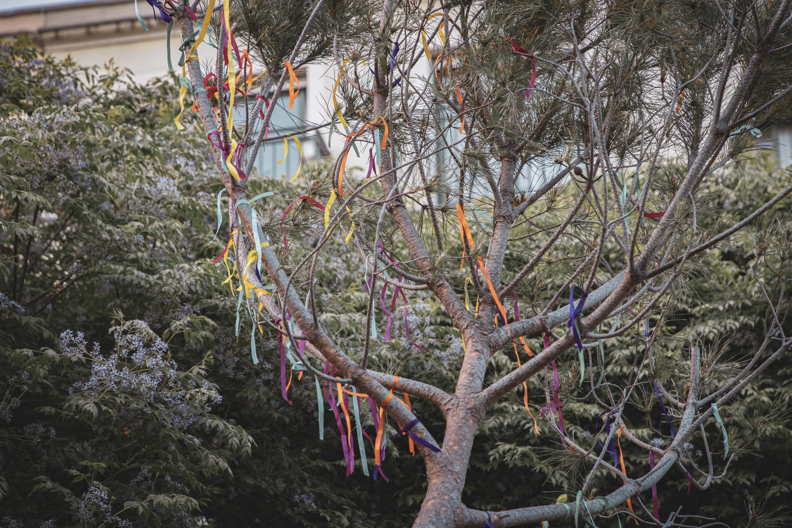 Festa de l'Arbre de Maig